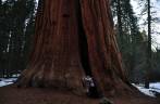 Abraçando uma gigantesca sequoia no Sequoia National Park, na Califórnia - EUA